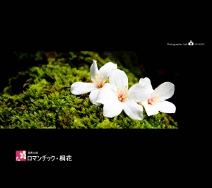 山中精靈 - 油桐花