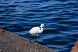 光榮碼頭打鳥