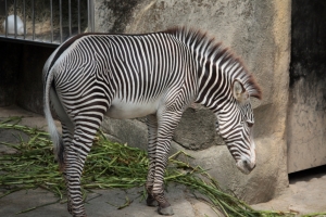 帶孩子去木柵動物園
