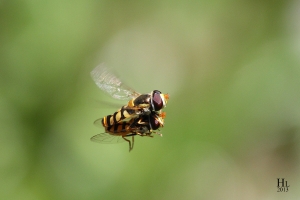 昆蟲微距生態:食蚜蠅 --- Howado