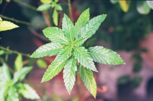 § 菲 花 林 草 §
