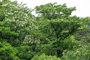 桐花在樹下--一之眼--請指教--