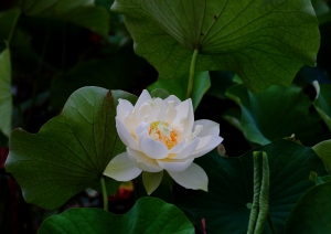 捲圖重來之新屋蓮園行-圖多慎入