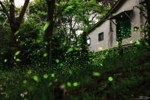 夏夜螢光小屋 一張流