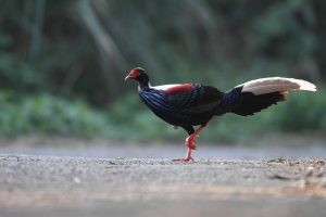 山中遇國鳥