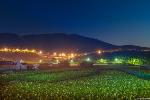 竹子湖海芋夜曝(一張流)