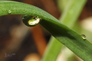水珠