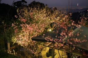 貓空櫻花