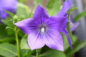 花園裡的花花草草