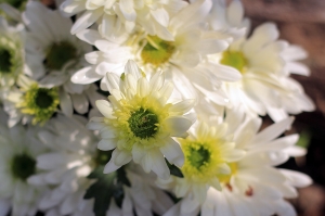 2014台南中山公園百花祭~~~~~~ 50mm-1.8鏡頭