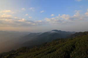 碧湖觀光茶園