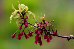 櫻花語 with EF 70-200 F2.8L