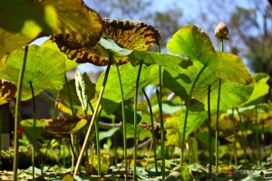 高雄 原生植物園蓮葉 一枚  再加兩枚..