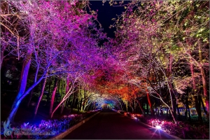 2013九族櫻花祭．夜櫻