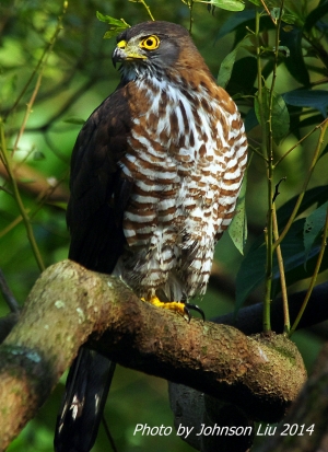 鳳頭蒼鷹之千姿百態
