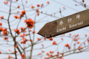 浪漫的鄉間小路" 林初埤 木棉道"
