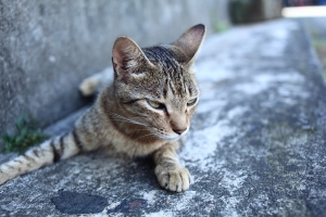 猴硐貓村