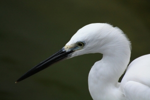 逛公園打打鳥