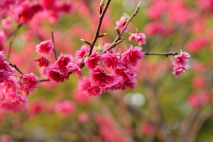 2009-02-11 跟女王去陽明山看櫻花採海芋