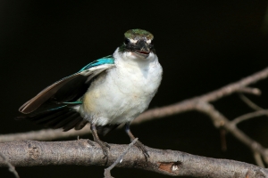 PK戰...白領翡翠