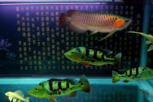 家龍