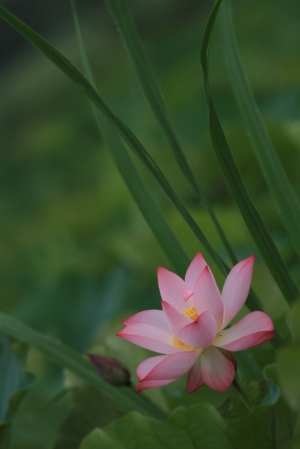 荷 韻