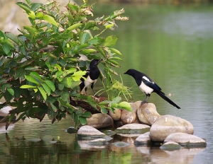單飛