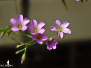[GF3]花草小酌~~~老鏡賞玩