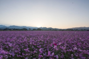 2015臺中國際花毯節