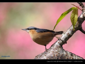 EF 400mm F5.6-特技 茶腹鳾
