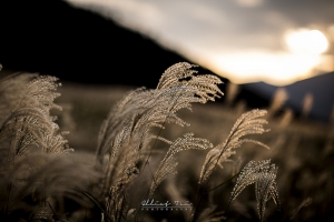 攝影成長日記 [卷十] - 迷失東京。仙石の高原