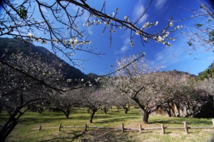 南投柳家梅園