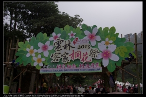 古坑荷苞山桐花季