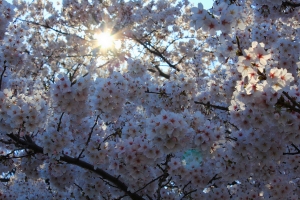 日本  4/3東京賞櫻