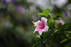 隨手拍２ 小白兔