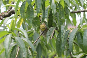 [100-400mm]拍Angry Birds-綠繡眼