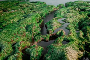 老梅新春綠油油