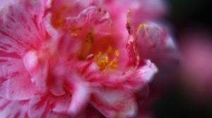 春天到了~close-up 拍公園的花