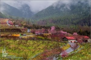 武陵農場．賞櫻之旅