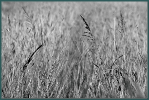 [BW] 20130303 數位黑白