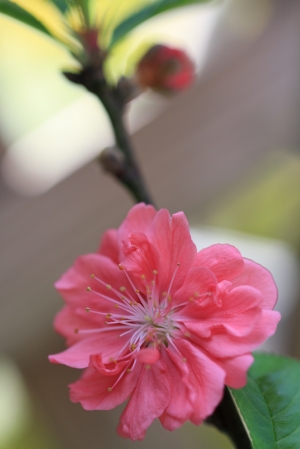 重瓣桃花