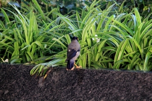 印度攝鳥