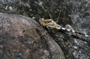白刃蜻蜓 Orthetrum albistylum speciosum (Uhler, 1858)