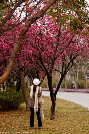 2011.02.13 新竹科學園區的櫻花...