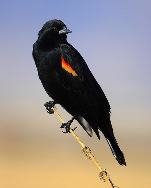 Red-Winged Black Bird (紅翼黑鳥)