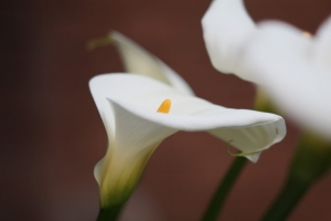 P. Angenieux 90mm F1.8 with Canon 450D  '' 2 ''