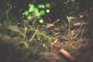 ※復育生命※ - 螢火蟲