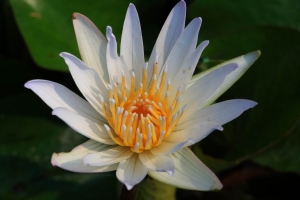 蓮花_高雄蓮池潭