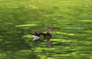 這幾個月打的鳥