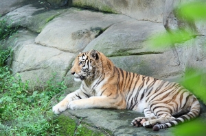 木柵動物園的老虎